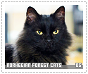 norwegianforestcats05